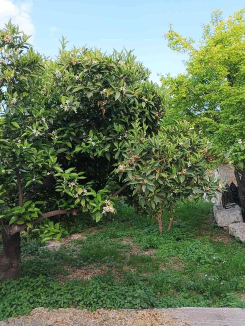 Aνεξάρτητη Παραδοσιακή Πέτρινη Κατοικία Corinth Екстер'єр фото